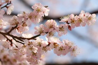 静岡で見つける春の魅力！洞慶院での梅まつり